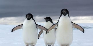 Antarktika’da 1,5 Milyonluk Penguen Sürüsü Keşfedildi