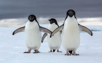 Antarktika’da 1,5 Milyonluk Penguen Sürüsü Keşfedildi