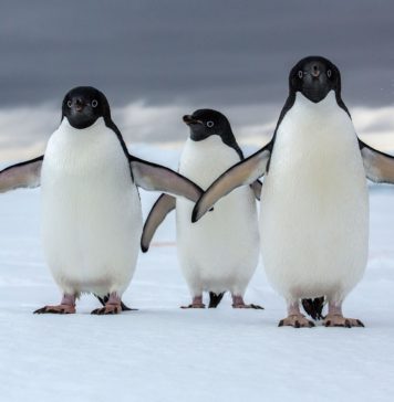 Antarktika’da 1,5 Milyonluk Penguen Sürüsü Keşfedildi