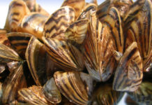 Zebra Midyesi Nedeniyle Susuz Kalabiliriz