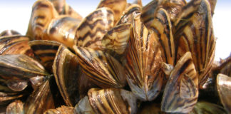 Zebra Midyesi Nedeniyle Susuz Kalabiliriz