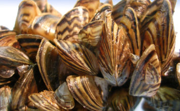 Zebra Midyesi Nedeniyle Susuz Kalabiliriz