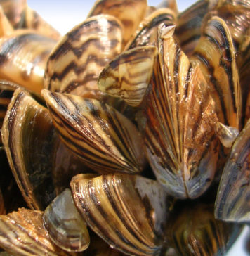 Zebra Midyesi Nedeniyle Susuz Kalabiliriz