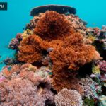 Sea-thru, Sualtı Fotoğraflarına Netlik Getiriyor