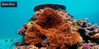 Sea-thru, Sualtı Fotoğraflarına Netlik Getiriyor