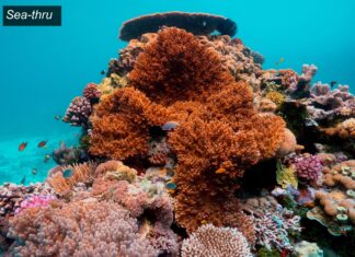 Sea-thru, Sualtı Fotoğraflarına Netlik Getiriyor