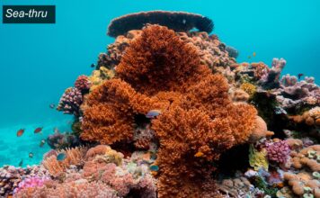 Sea-thru, Sualtı Fotoğraflarına Netlik Getiriyor