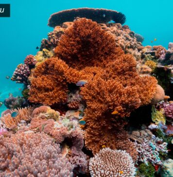 Sea-thru, Sualtı Fotoğraflarına Netlik Getiriyor