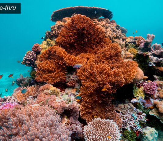 Sea-thru, Sualtı Fotoğraflarına Netlik Getiriyor